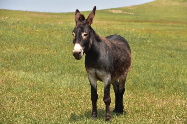 300 sugestões de nomes para Burros